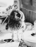Pin van aabo op 붱 | Dieren, Dier fotografie, Natuur