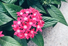 이쁜이🌺 #가을 #광화문 #교보타워 #화분 #펜타스 #꽃말 #기쁨이넘치다 #힐링 #감성샷 #감성스냅 #스냅 #snap #snapshot #아이폰6... 