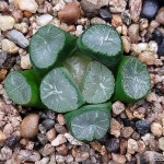 (초특가할인)화지조만상(중소묘) 106-88(Haworthia maughanii) - 하월시아(Haworthia)