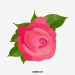 장미,장미,꽃,꽃,꽃,꽃다발