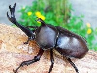 [곤충 바이오] 장수풍뎅이 (Allomyrina dichotoma)