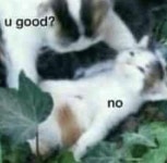 Pin by 예은 권 on 네발 달린 친구들 | Funny cute cats, Silly cats pictures, Funny animal jokes
