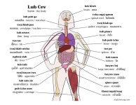 Pin by 노빠꾸 무인점포 on 신체구조 | Gallbladder, Organs, Hmong