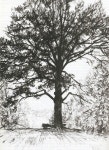 Дементий Алексеевич Шмаринов (1907-1999гг). Деревья. | 풍경화, 색연필