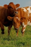 Cows에 관한 240개의 최상의 Pinterest 이미지 | 농장 동물, 소 및 전원 생활 Cows