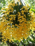 능성다육식물및채소 | plantas에 관한 31개의 최상의 Pinterest 이미지 | 다육 식물, 정원 아이디어 및 채소 재배 plantas