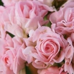 제라늄.위드로망스(중품 적심자국있음12호)(Pelargonium(Geranium)) - 공기정화식물(air purifying plants)