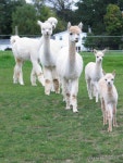 Understanding the cost of caring for alpacas and the sell of fiber. | Farming how-tos... | Pinterest | 사슴 Farming how-tos...