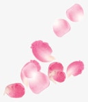 핑크, 장미 꽃잎이, 꽃잎 일러스트 PNG, 핑크 장미 꽃잎이 가볍게 결혼식 이미지 벡터, PSD 파일 - Pngtree