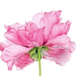 유성취미미술 #대전성인미술  #대전색연필 #보태니컬아트 #식물세밀화 #대전보태니컬아트 #botanicalart #coloredpencil #drawing