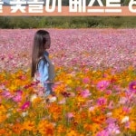 Pin page 백자매 ㅣ 여행 크리에이터 on Instagram: 🌸가을 꽃놀이 경남 베스트 6  @올가을도경남으로데이뚜💕 1.함안 코스모스 9월말... 