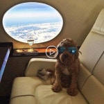 당신은 이제까지 같은 느낌을 당신은 당신의 개를 사랑 너무 많은? in 2020 | Spoiled dogs, Pampered dogs, Spoiled puppy