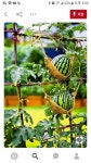 Pin by 태선 on 농장 | Vegetable garden for beginners, Vegetable garden design, Backyard vegetable gardens