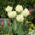 튤립겹꽃 화이트밸리(10cm포트) 튤립모종 튤립화분 구근식물 - 야생화(Wild Flower)