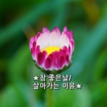 ★ 참 좋은 날 ★ / 다운 원기연 아침 바람이 참 좋다 시원해서 좋고... 더 좋은 모습이고 더 좋은 일만 있기를 바라는 마음이야. ★ #좋은글... 