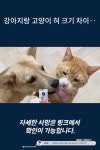 강아지랑 고양이 혀 크기 차이‥