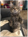 Pin by 스파클 스파클 on GATTO.......AMORE MIO | Kittens cutest, Cats, Kittens