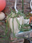 Euphorbia flanaganii | 원예, 식물, 꽃