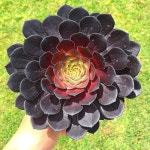 Pin by Yeol on 식물 | Succulents, Plants, Vertical wall planters