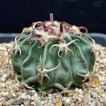 광자능파(5.5)(Echiocactus texensis) - 선인장(Cactus)