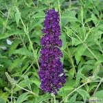 붓들레아(10cm) - 보라붓들레아 노지월동 야생화 - 야생화(Wild Flower)