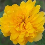 고창복분자 _ 해풍복분자 _ 복분자에 있는 고창흙쟁이님의 핀