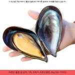 19900원 · 자연산 홍합 섭 담치, 1개, 초특가 자연산홍합 3kg (50-120미) · #홍합담치구별 #자연산홍합나오는시기