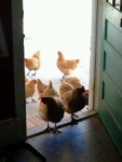 Farm에 관한 67개의 최상의 Pinterest 이미지 | 농장, 시골 생활 및 농장 동물 Farm 