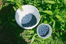 캐나다는 지금 유픽 (U-Pick)시즌 ~ 베리,체리 모두 베리굿! : 네이버 포스트 | Fruit, Food, Blackberry