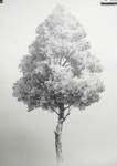 [drawing step by step] Drawing a Hardwood Tree - Basic Pencil drawing process 활엽수 나무그리기 과정 - 기초 연필 데생 드로잉... 