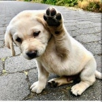 High-paw hooman . . . Credits: @tubsthelabrador . . . #love #animals #dogoftheday #petstagram #instagramdogs #dogstagram #doglover... 