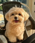Pin page 파푸리 on Instagram: 나털털해🤎 | Cute animals, Pets, Cute