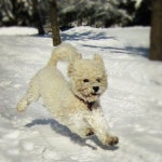 My dog in the snow! | 사랑은