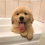 Épinglé par 소정 sur ㅎ | Chiot, Dresser un chien, Bébés animaux mignons