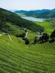 보성 녹차밭 | Korea travel, South korea travel, Travel south