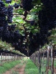 Pin de dohyang lee em 과일 | Idéias de jardinagem, Jardinagem, Hortas suspensas
