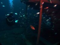 제주도잠수함 - 추가족이 나왔던 우도잠수함 추천드려요~! 해저로의 여행!  원문보기 : http://blog.naver.com/travelwoori... 