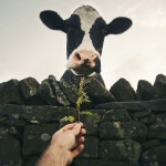 cows에 관한 29개의 최상의 Pinterest 이미지 | 농장 동물, 소 및 Softies cows