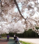 [포토] 울산시, 태화강 공원 벚꽃 만발 : 네이트뉴스 | 공원, 벚꽃, 환경