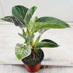 버킨콩고 묵은둥이(Philodendron tatei Congo Rojo) - 공기정화식물(air purifying plants)