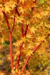 Coral Bark Maple - Acer palmatum Sango Kaku