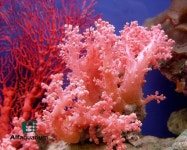 ¡Compra tu alimento para coral con nosotros ! Email: info@alfaquarium.com Tel: (55) 5523-0152 | 산호초, 해양 생물, 산호