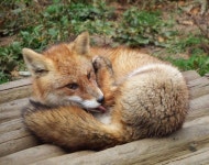 횡성디자인폭스 | Pin by fox on 여우 | Fox, Animals, Foxy