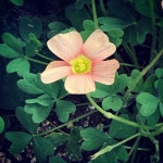 #힐링타임 #힐링스타그램 #꽃 #꽃과함께 #일상 #차마시기좋은날 #teatime #teastagram #tealover.… | Plants, Better sleep... 