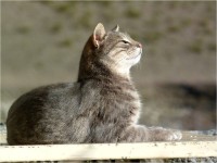 *la pause kit-cat* | Roba da gatto, Warrior cats, Gatti che dormono