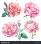 푸니, 목장, 장미워터컬러 플라워 세트, 식물학적 스톡 일러스트 653286850 | 수채화 꽃 문신, 꽃 예술, 모란