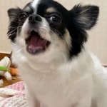쩝쩝쩝쩝쩝쩝쩝쩝쩝쩝쩝 - - #asmr  #강아지 #dog #dogsofinstagram #instagram #instagood #멍멍이 #댕댕이 #짱아 #짱아스타그램... 