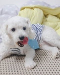멍뚠띠와 은비띠 #멍순이 #은비 #개스타그램 #개 #강아지 #멍멍이... 은비띠 #멍순이 #은비 #개스타그램 #개 #강아지 #멍멍이 #댕댕이... 