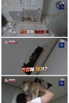 동물농장 최초 벽 뚫고 천장 올라가는 강아지 동물농장 최초 벽 뚫고 천장 올라가는 강아지 | 웃긴 밈, 동물 농장, 강아지
