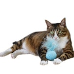 고양이 공 놀이 캣토이 냥이 캣닢 미니볼 장난감 | Pet cat toys, Cat toys, Catnip cat toy